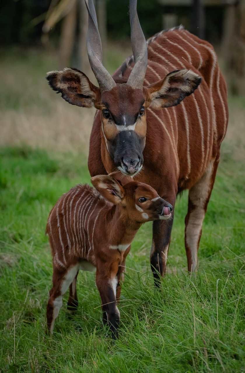 One Of The Worlds Rarest Mammals The Eastern Bongo Has Been Born 