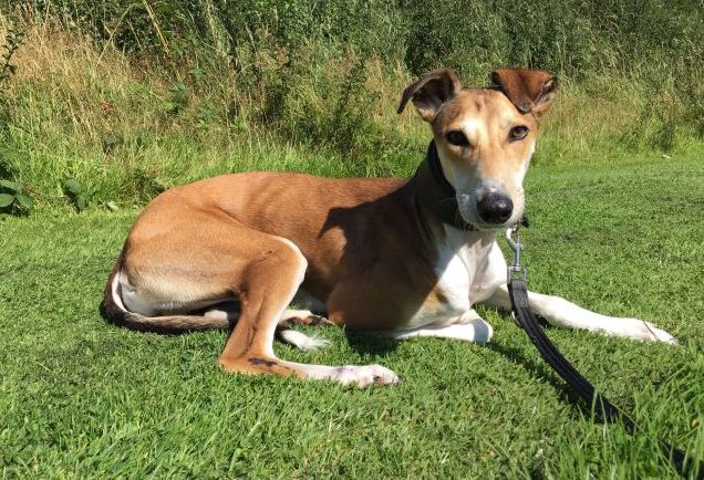 Chico’s is looking to end a seven-month wait for new forever home following his ‘amazing recovery’