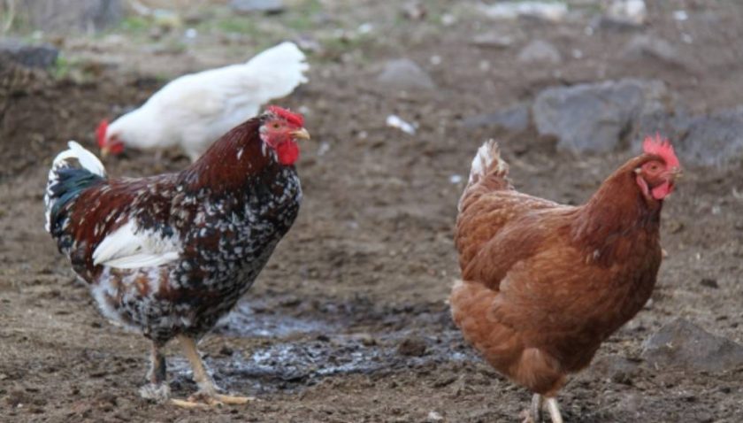 News and Info from Deeside, Flintshire, North Wales