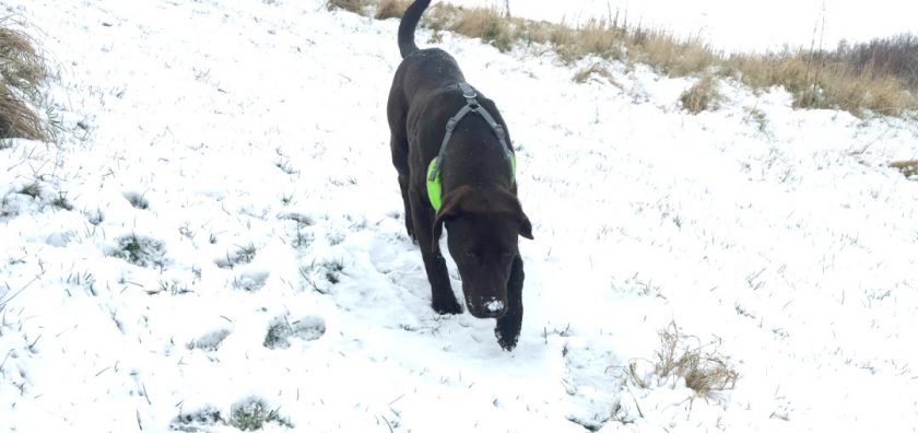 News and Info from Deeside, Flintshire, North Wales