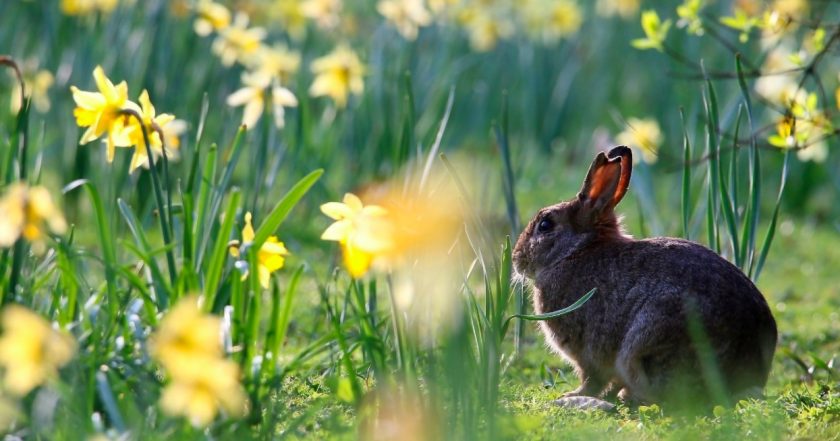 News and Info from Deeside, Flintshire, North Wales