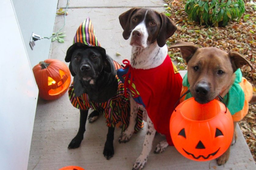 Halloween themed dog show at Golftyn Park on Tuesday