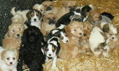 News and Info from Deeside, Flintshire, North Wales
