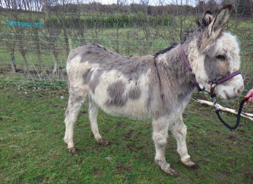 News and Info from Deeside, Flintshire, North Wales