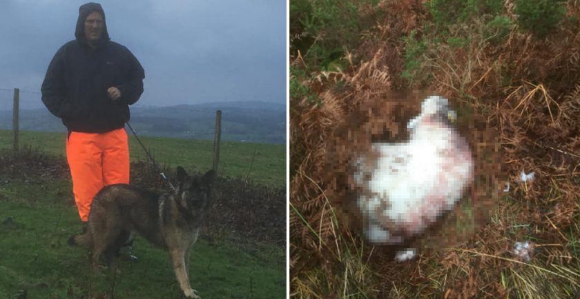Calls for more ‘Keep Dogs on Leads’ signs on Moel Famau after 6 pregnant sheep killed in attack