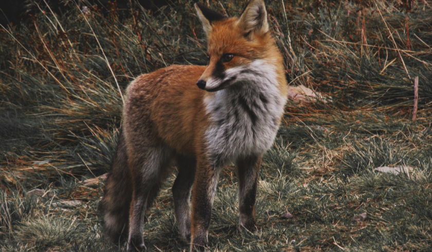 News and Info from Deeside, Flintshire, North Wales