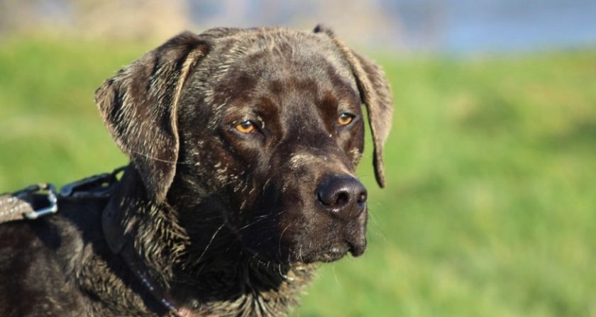 News and Info from Deeside, Flintshire, North Wales