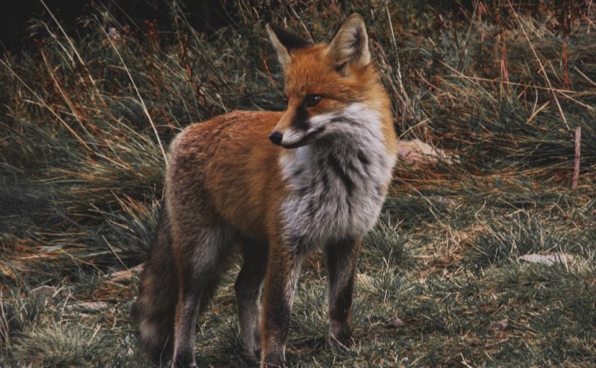 News and Info from Deeside, Flintshire, North Wales