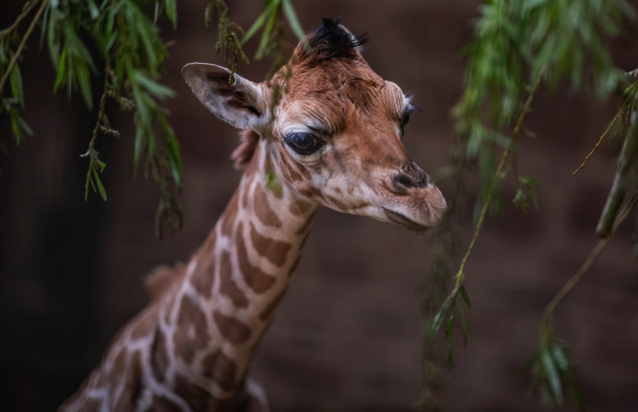 Сколько детенышей жирафа родилось за 2 года. Честер зоопарк. Жираф Ротшильда. Ашхабадском зоопарке родился Жираф детеныш. Rothschild Giraffe rare animal.