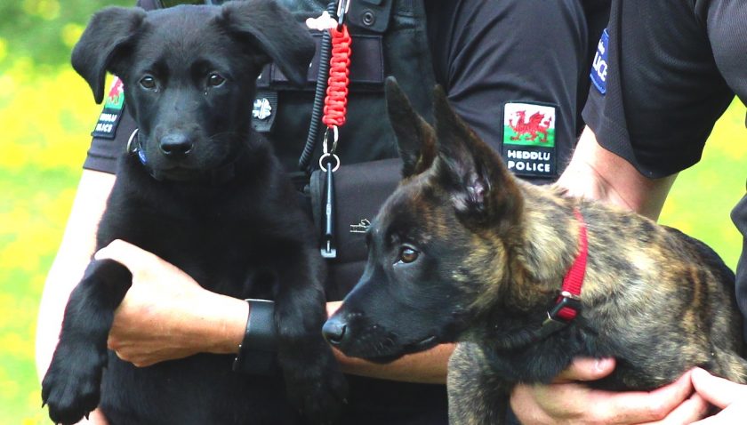 News and Info from Deeside, Flintshire, North Wales