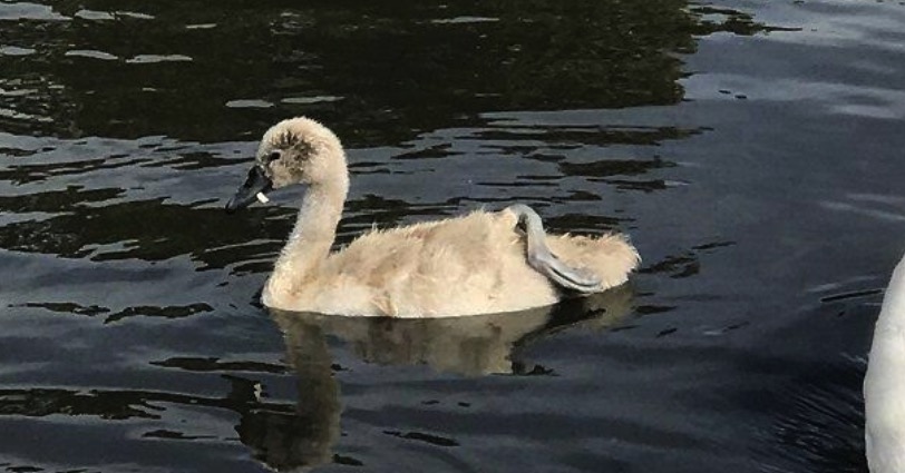 News and Info from Deeside, Flintshire, North Wales