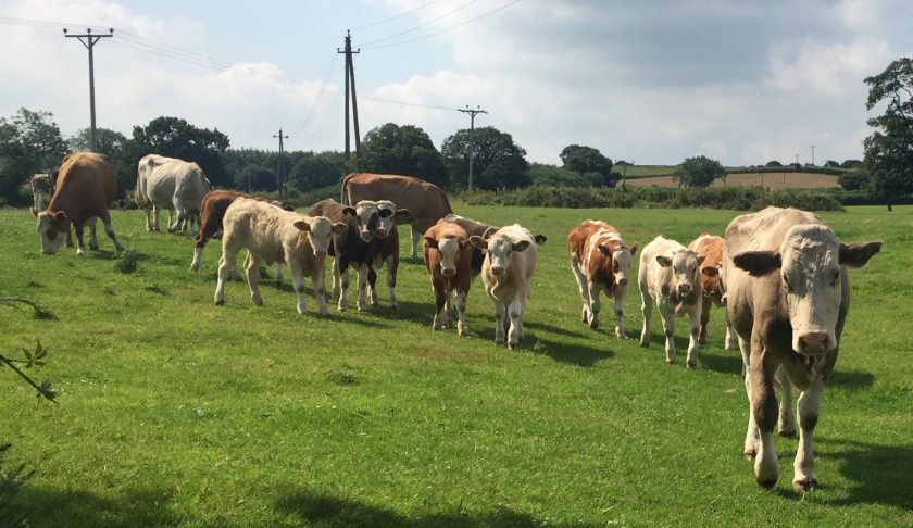 News and Info from Deeside, Flintshire, North Wales