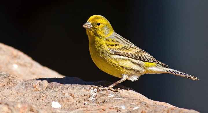 Deeside residents urged to be on look out for 15 pet canaries believed to be loose in the Sandycroft