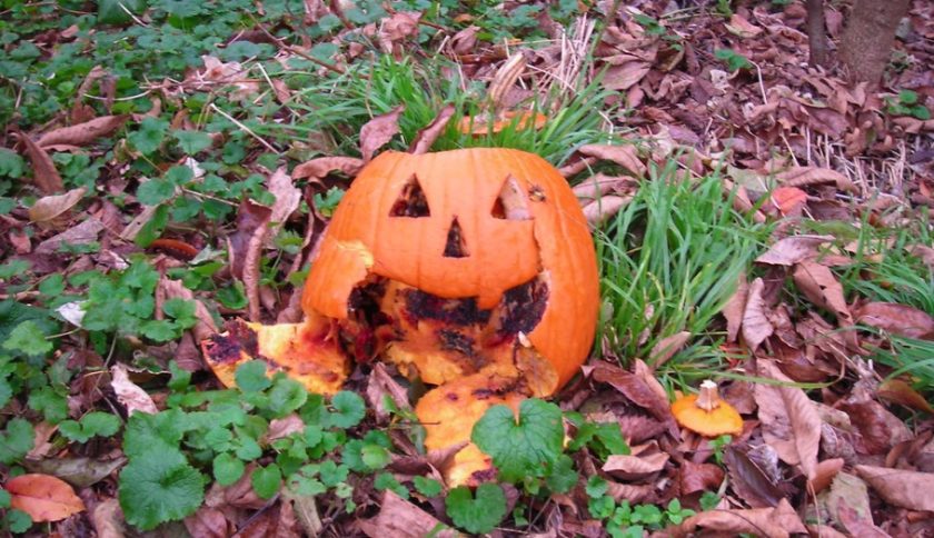 Don't bin leftover pumpkin carvings urges RSPCA Cymru – leave them out for  wildlife to feed on |