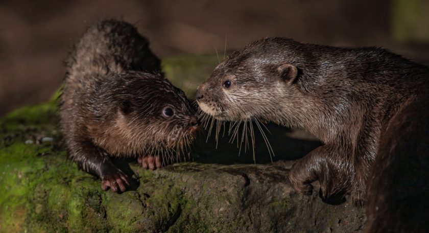 News and Info from Deeside, Flintshire, North Wales