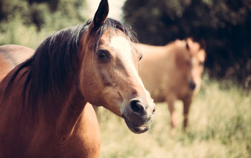 North Wales Horse Watch volunteer honoured by police