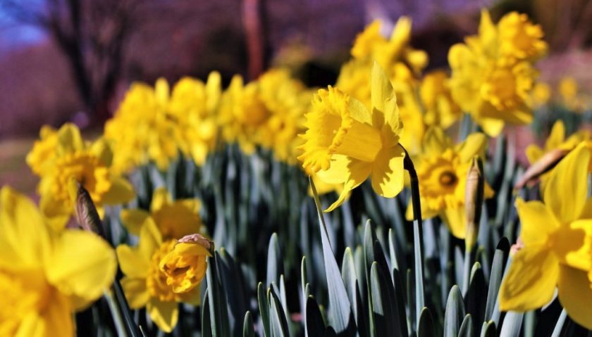 News and Info from Deeside, Flintshire, North Wales