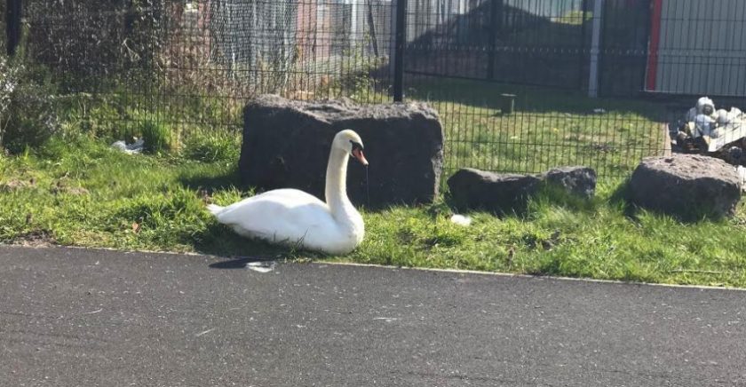 News and Info from Deeside, Flintshire, North Wales