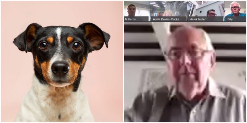 ‘Who’s got the dog barking?’: Flintshire Councillors brought to heel as technical issues and lateness plague virtual planning meeting