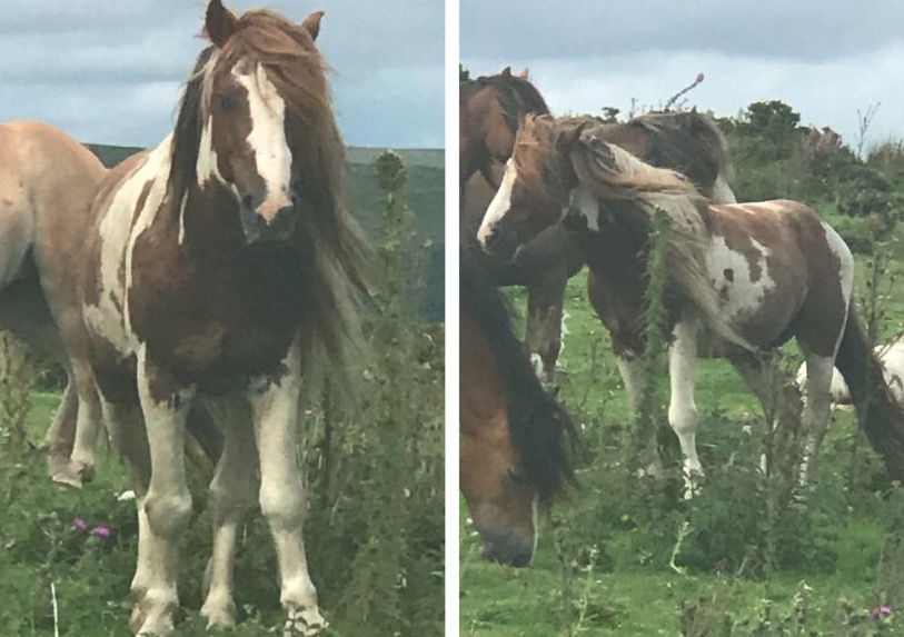 News and Info from Deeside, Flintshire, North Wales