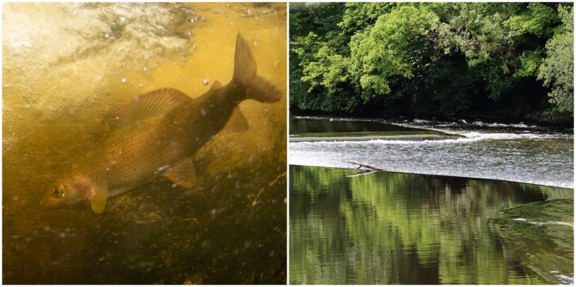 News and Info from Deeside, Flintshire, North Wales