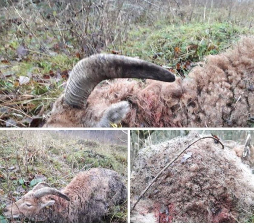 Livestock attack at Loggerheads Country Park and police say dog owner did not have decency to report!