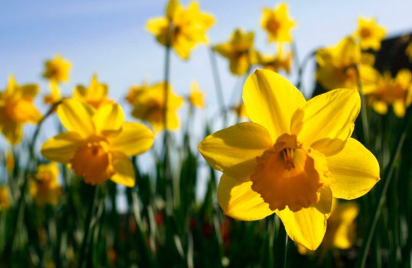 News and Info from Deeside, Flintshire, North Wales