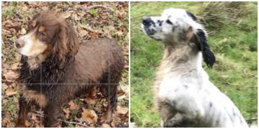 News and Info from Deeside, Flintshire, North Wales