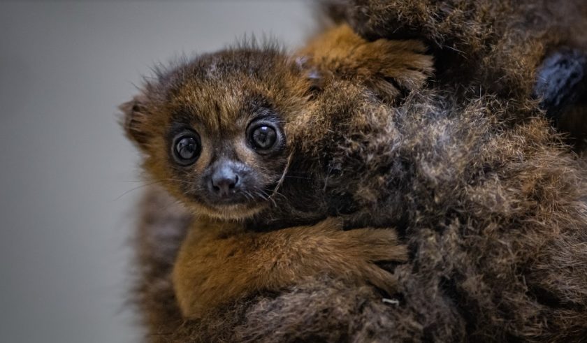 Zookeepers share first glimpse of rare red-bellied lemur born at Chester Zoo