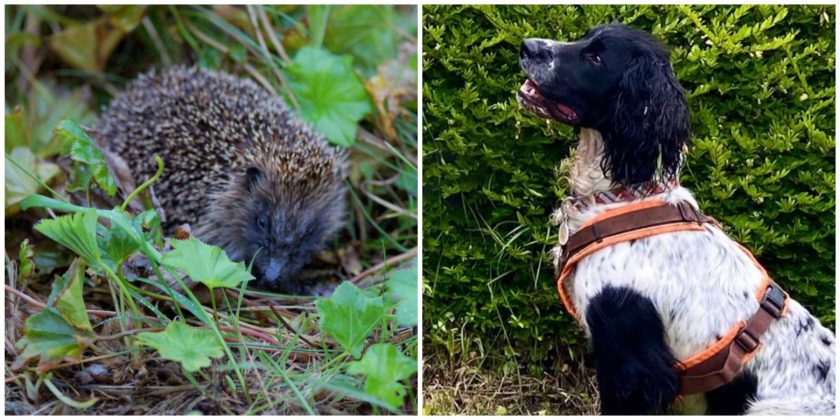 News and Info from Deeside, Flintshire, North Wales