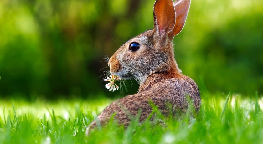 News and Info from Deeside, Flintshire, North Wales