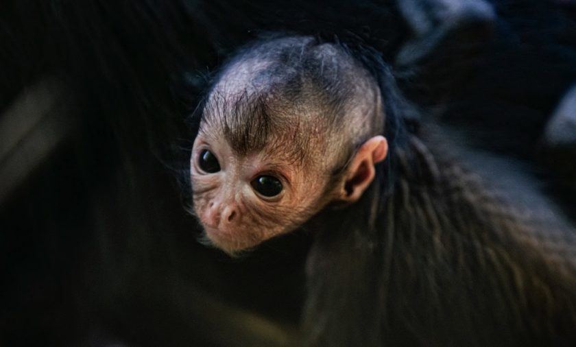 Chester Zoo is celebrating the birth of a threatened Colombian black-headed  spider monkey |