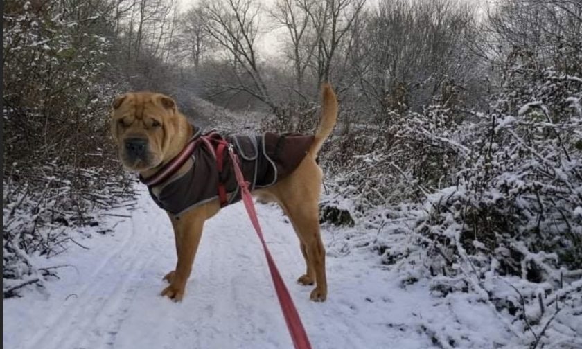 News and Info from Deeside, Flintshire, North Wales