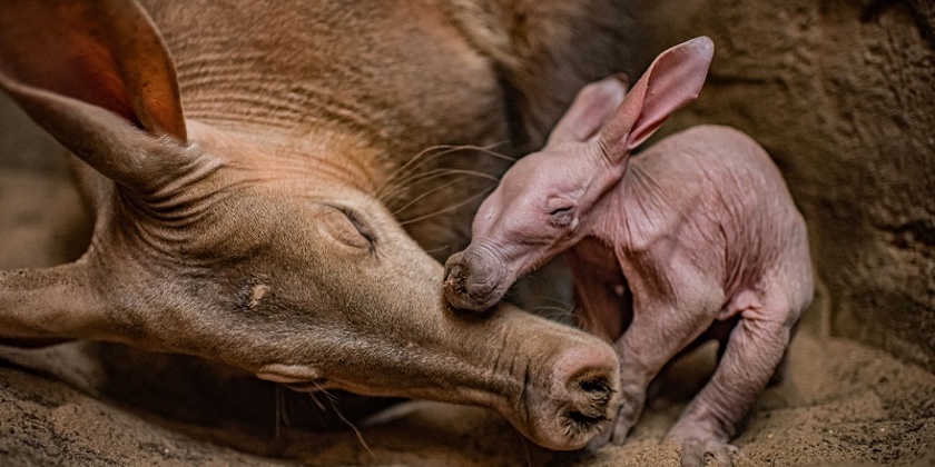 Video: Joy as first baby aardvark is born at Chester Zoo |