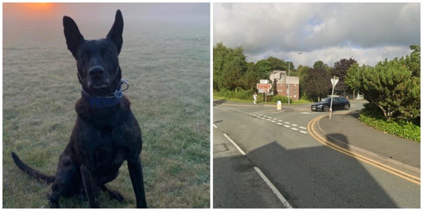 Police Dog Bart helps officers detain man they were searching for in Holywell
