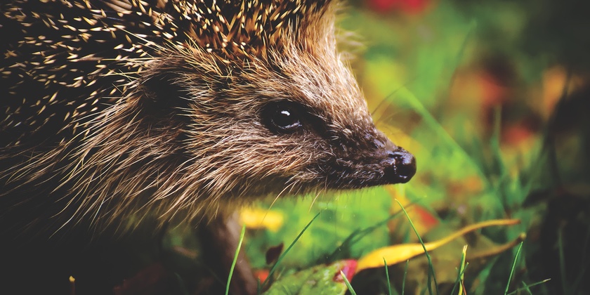 News and Info from Deeside, Flintshire, North Wales