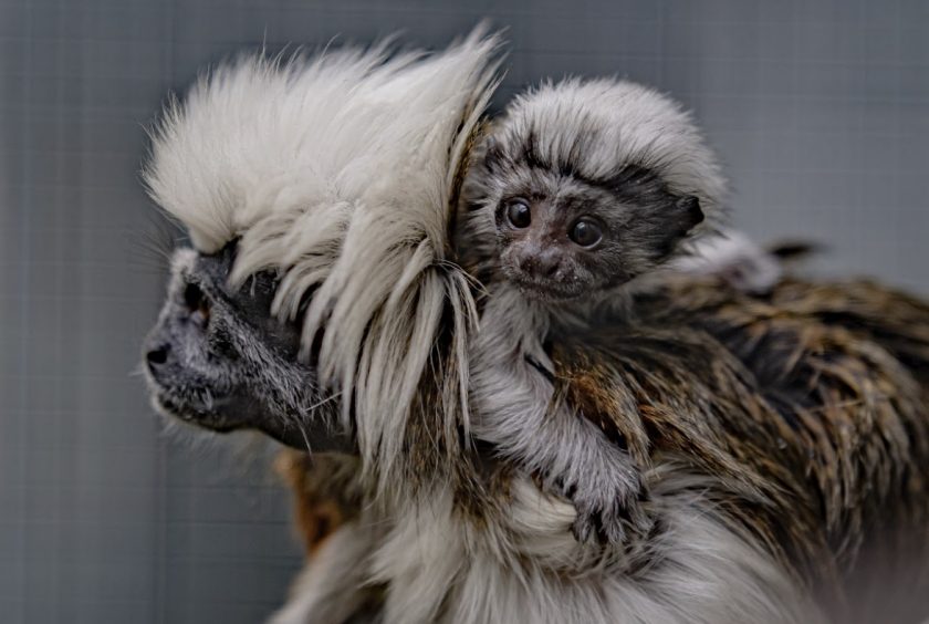 One of the world’s most endangered primates has been born at Chester Zoo