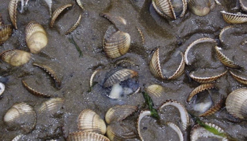 St Helens man fined £4000 for illegal cockle poaching in Dee Estuary