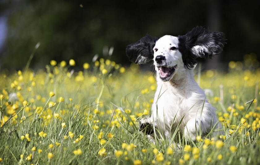 With temperatures set to rise people are being reminded not to leave dogs in cars