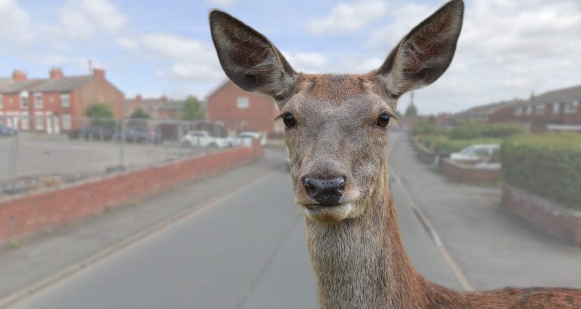 Deer spotted running through Shotton this morning
