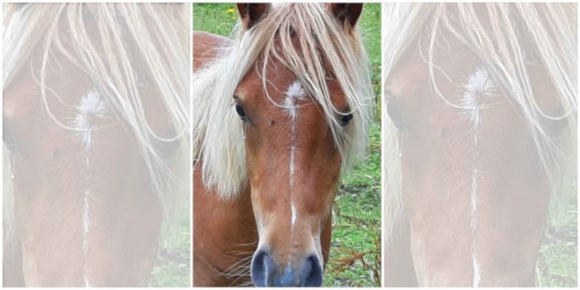 Plea for dog owners to keep their pets on leads around horses after young mare dies in Flintshire