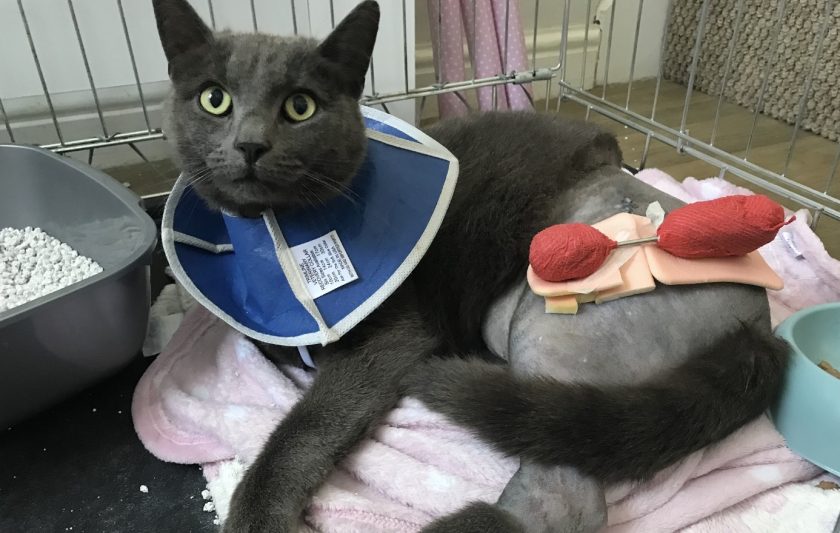 RSPCA braces for summer of suffering in Wales