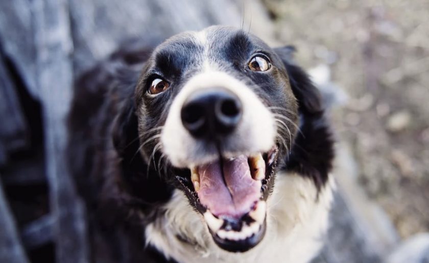 Would you already know what to do in case you discovered a stray canine? RSPCA shares high ideas