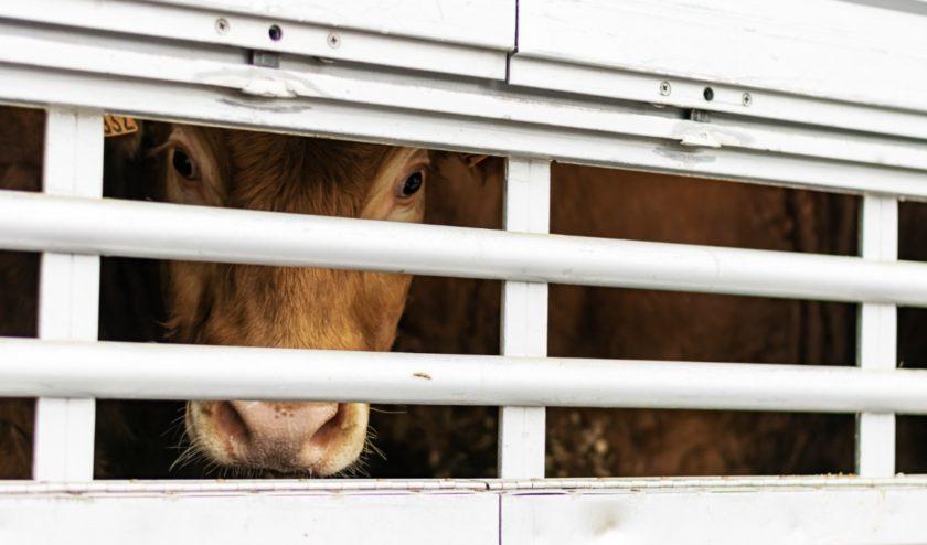 RSPCA: More progress needed on Animal Welfare Plan to safeguard animals across Wales | RSPCA: More progress needed on Animal Welfare Plan to safeguard animals across Wales |