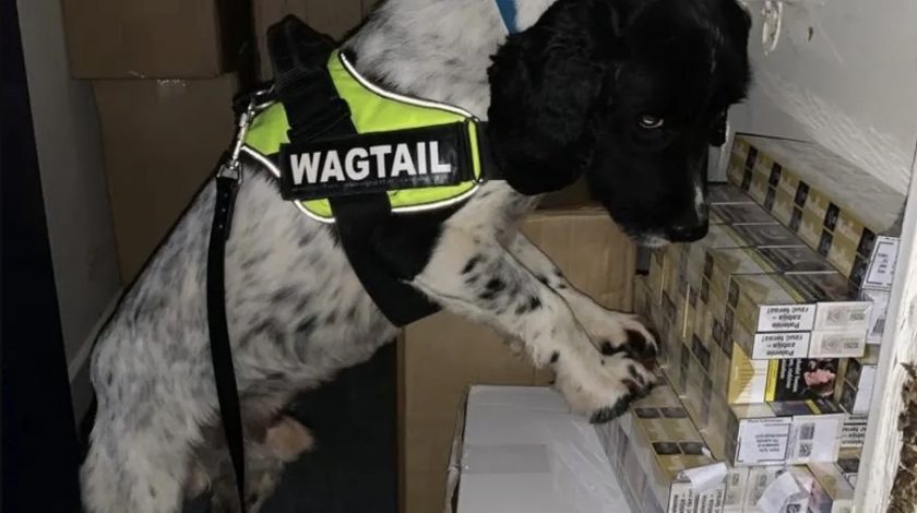 Flintshire firms sniffer dogs help find 250,000 illegal cigarettes following raids in North Wales