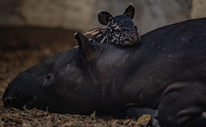 Chester Zoo celebrating the pitter-patter of tiny, spotty and stripy feet as rare Malayan tapir is born