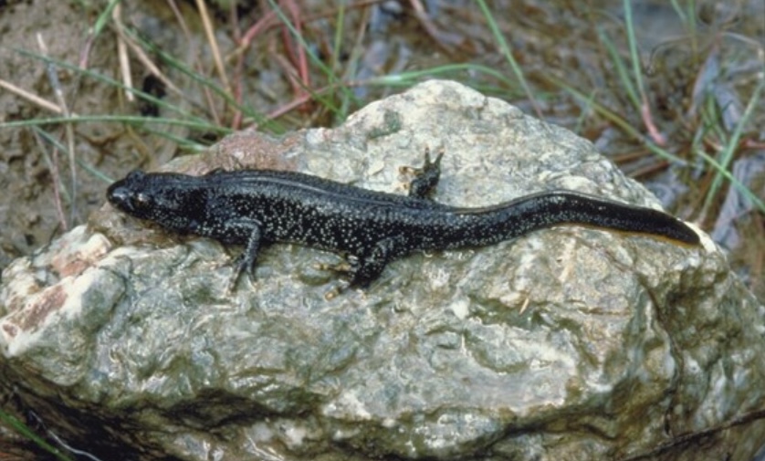 News and Info from Deeside, Flintshire, North Wales