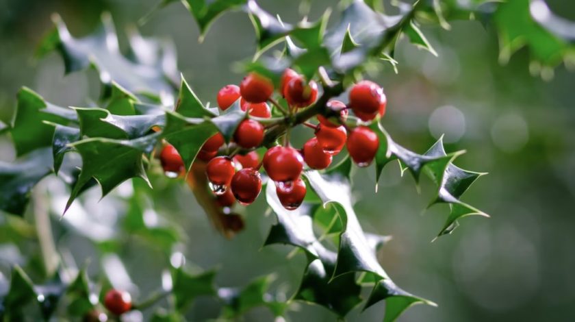 News and Info from Deeside, Flintshire, North Wales