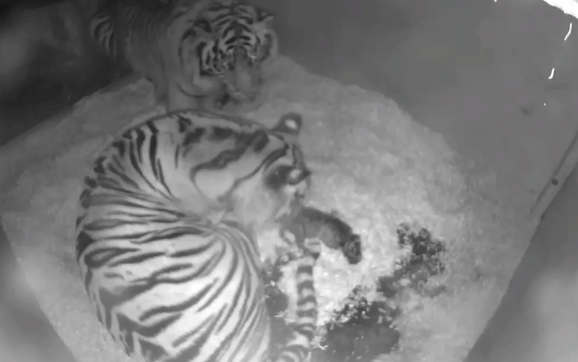 Hidden cameras capture first glimpse of two rare Sumatran tiger cubs born at Chester Zoo