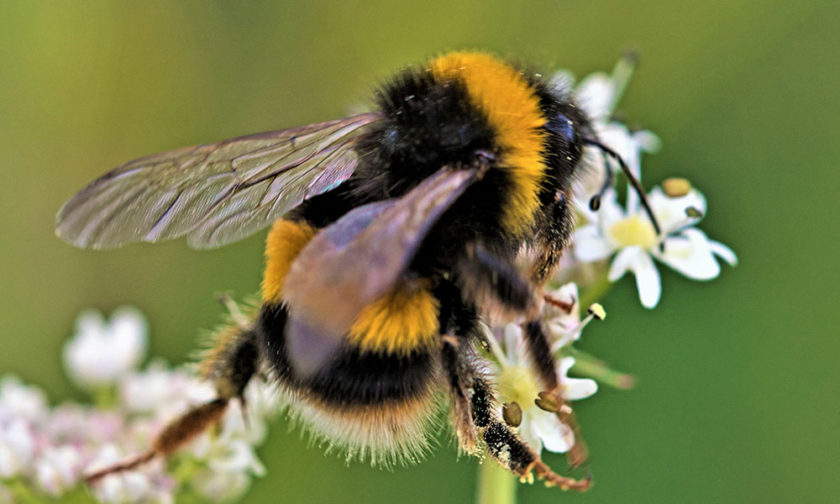 Wepre Park to host buzzy bee day in celebration of World Bee Day